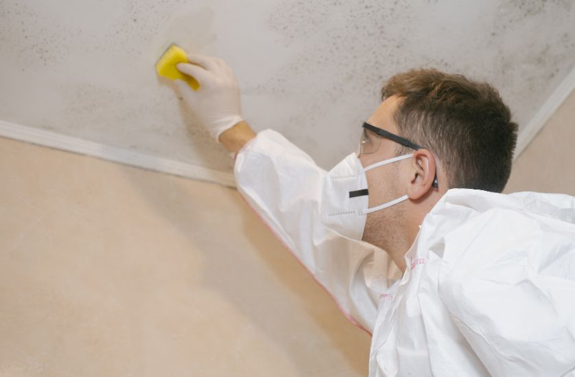 best Mold Prevention and Remediation - Experienced Team
